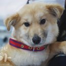 봉 동물병원 이미지