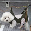 조이동물병원 제니스점 | 조이의 강아지 슬개골탈구수술 후기 / 야탑 슬개골전문 동물병원