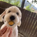 알로하도그 이미지