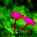 자연-꽃 이미지