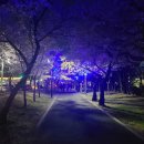 시청별관앞 꽃보라동산 이미지