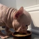 핑크강아지 이미지