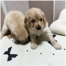 멍앤냥 강아지고양이 안양점 이미지