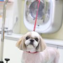 올리브 펫 이미지