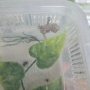 리치플러스 하남센터(1F) | 티그리스 게코 하남본점 방문 후기 | 서울파충류샵 하남도마뱀 경기도파충류 서울도마뱀분양 하남파충류...