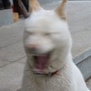 4233 네이버블로그