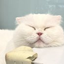 설렘고양이카페 이미지