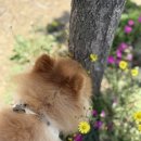내 강아지 | 오늘 제 생일이라 쓰고싶은 거 쓸 거에요 이제 세 살 된 내 강아지 레몬이 입양 후기🍋