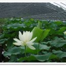 홍연농장 이미지