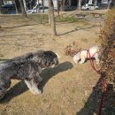 까까뭉치 이미지