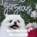 웰니스 펫뷰티 이미지