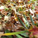 금수산 농원 이미지