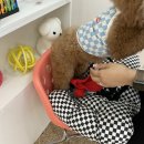 광안리 애견용품, 소품점 씨알알 광안점 (CRR) 라떼 옷 구매 후기!