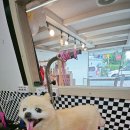 댕댕이미용실 | 수술 이력 있는 아이도 안심! 청주용정동강아지미용 댕댕이미용실 후기