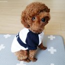 더쿠유