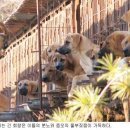 맹수 농장 이미지