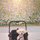 세븐일레븐 부산명지스타점 | 부산 명지 스타필드 강아지 애견동반 쇼핑 펫 유모차 무료대여 후기