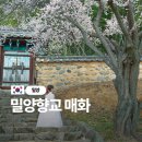매화작은도서관 | 한옥과 매화의 조합 부산근교 나들이 밀양 매화스팟 밀양 향교