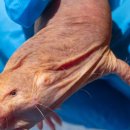 PINK GAME PC 이미지