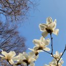 Magnolia 이미지