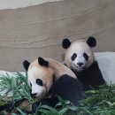 쌍둥이하우스 이미지