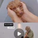꼼꼼하개 이미지