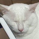캥거루 동물병원 이미지