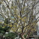 개포사랑공인중개사사무소 이미지