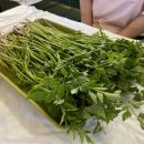 안계미나리농장 이미지