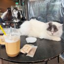 캣동산 | 경기 고양이카페 고양이동산 유기묘들이 있는 곳 실내&amp;이색 데이트 내돈내산 후기