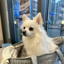 배곧도담동물병원 이미지