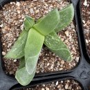 핑크 체리 이미지