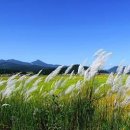 아침향기 이미지