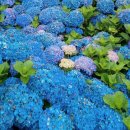 기관목장 이미지