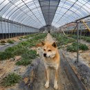 도식농장 이미지