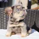 J&L 희귀모색 프렌치불독 이미지