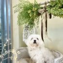 강아지는 미용빨 이미지