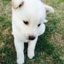 내가 누구개? 이미지