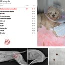 영양동물병원(출장진료전문병원) | 용인 강아지 방광결석 수술 후기 │ 요로결석 치료 잘하는 분당 P&amp;P 수술전문 동물병원