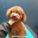 언니네강아지 이미지