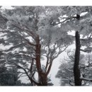 2월3일(일요당일)두타산 (동해)눈꽃산행 이미지