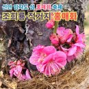 제1회 섬 목수국축제 | 임자도 조희룡 적거지 홍매화 숲, 3월 5일 개화 상황 - 제1회 신안 섬 홍매화 축제와 같이 보면 좋아요.