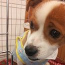 수현동물병원 이미지