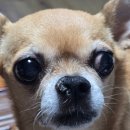 비즈버디 | Buddity(버디티)- 강아지 비문 키링