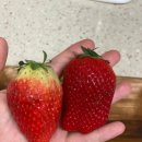 킹스베리 이미지