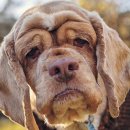 효자 동물병원 이미지