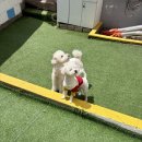 폴링인독 이미지