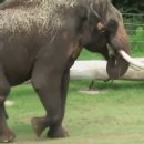 코끼리PC방 이미지