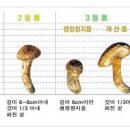 7일 산림조합 공판가격표(전국 물량 및 평균) 이미지