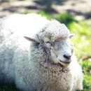 들꽃목장 이미지